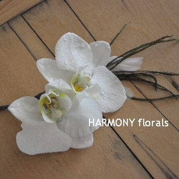 Harmony_Spring16